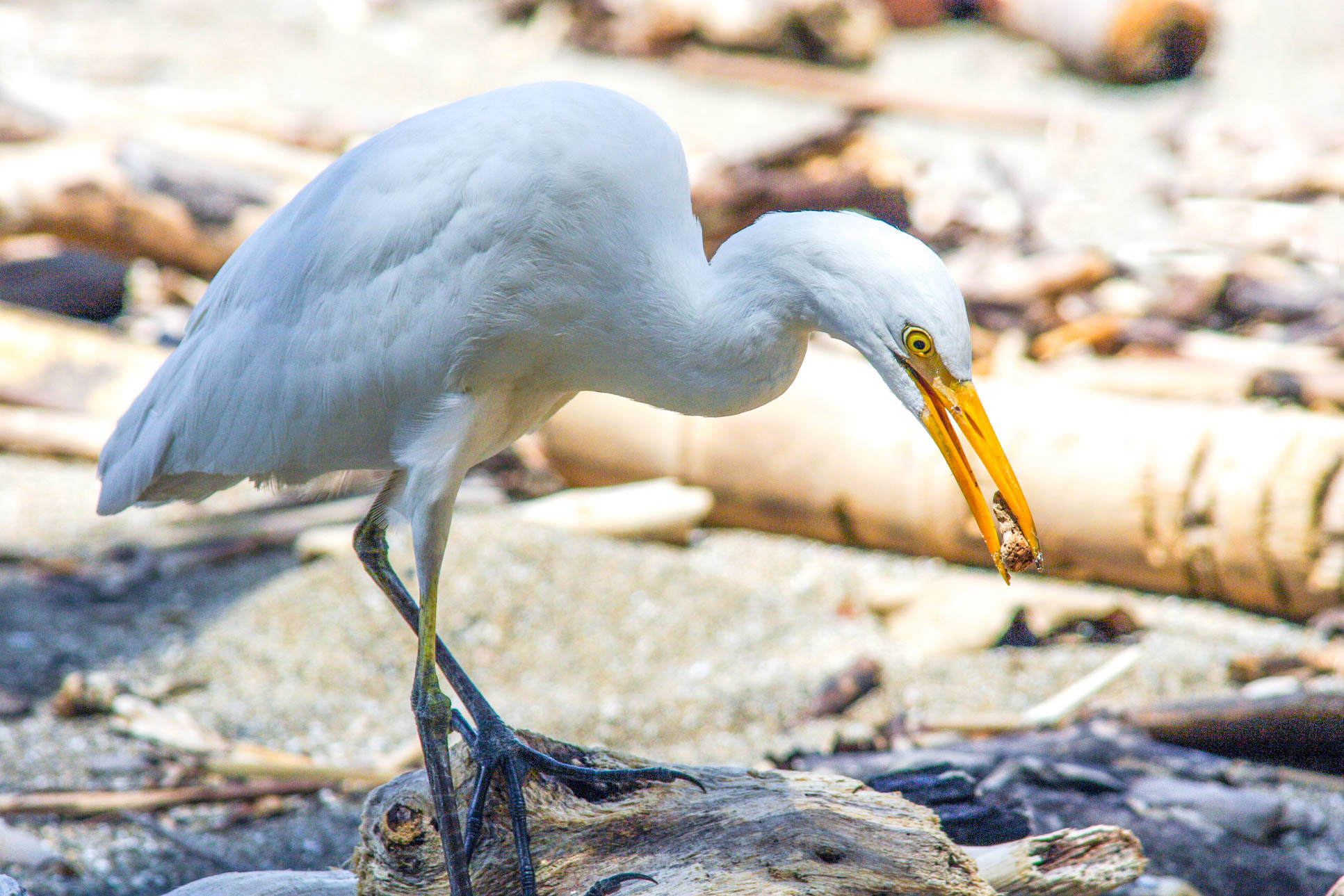 White Bird On The Sand